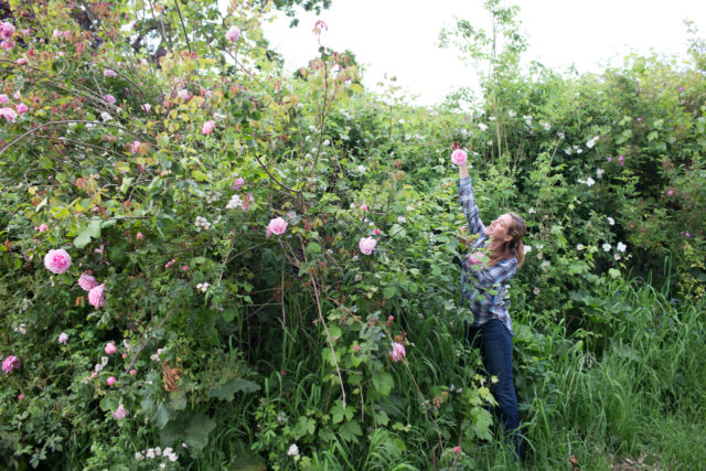 Erin Benzakein alcanza una rosa