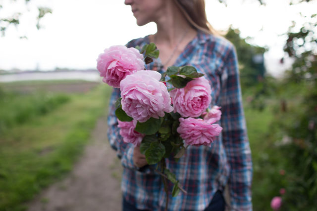 Erin Benzakein sostiene un puñado de rosas rosadas