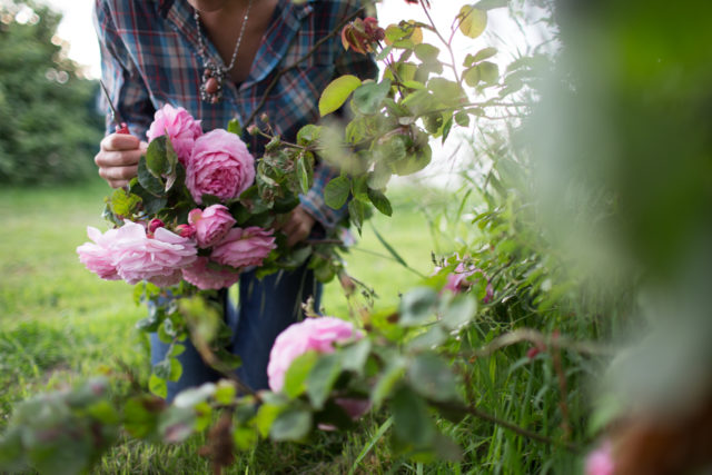 Erin Benzakein cosecha rosas