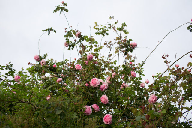 Las rosas rosadas crecen salvajes