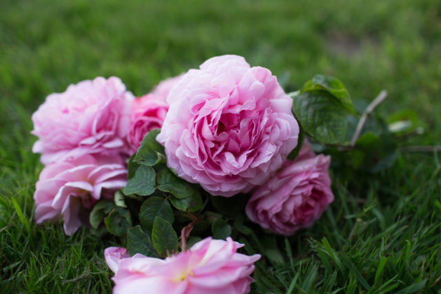 primer plano, de, un, pequeño, ramo, de, rosas rosadas