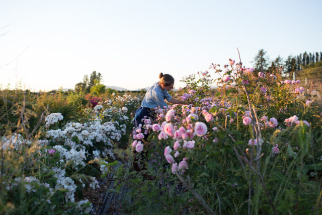 Erin Benzakein harvesting rose in the Floret field