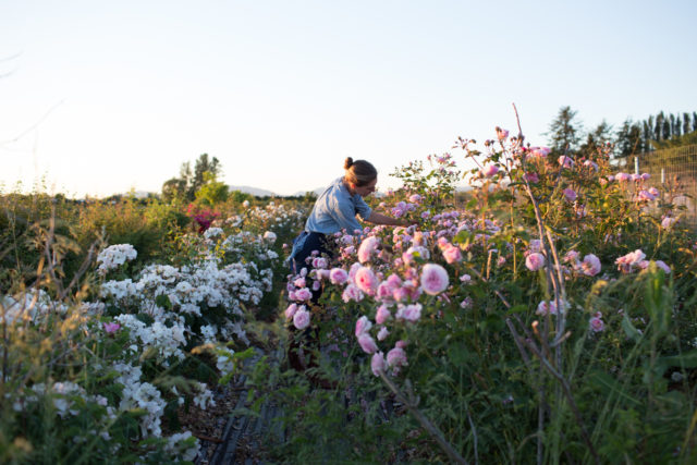 Alice's Garden – Olson House