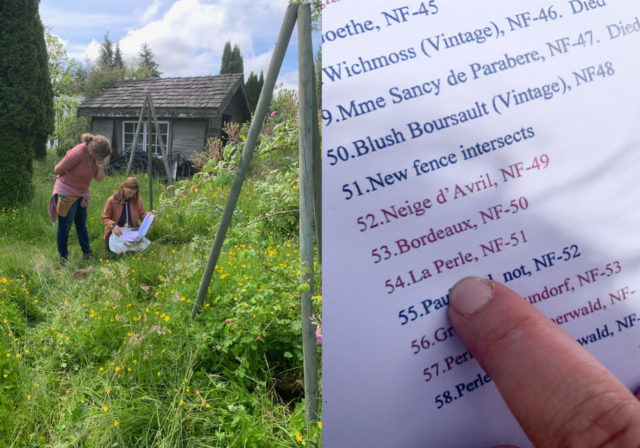 Team Floret visits Anne Belovich's rose gardens and tries to identify plants