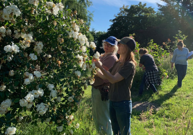 تیم فلورت از باغ های رز آن بلوویچ بازدید می کند