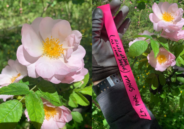 Light pink single rose