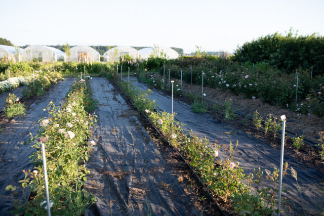 Rows of roses growing at Floret Farm