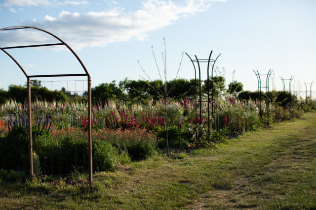 A series of alternating towers with climbing roses planted at their base which will soon climb up through and spill over the top