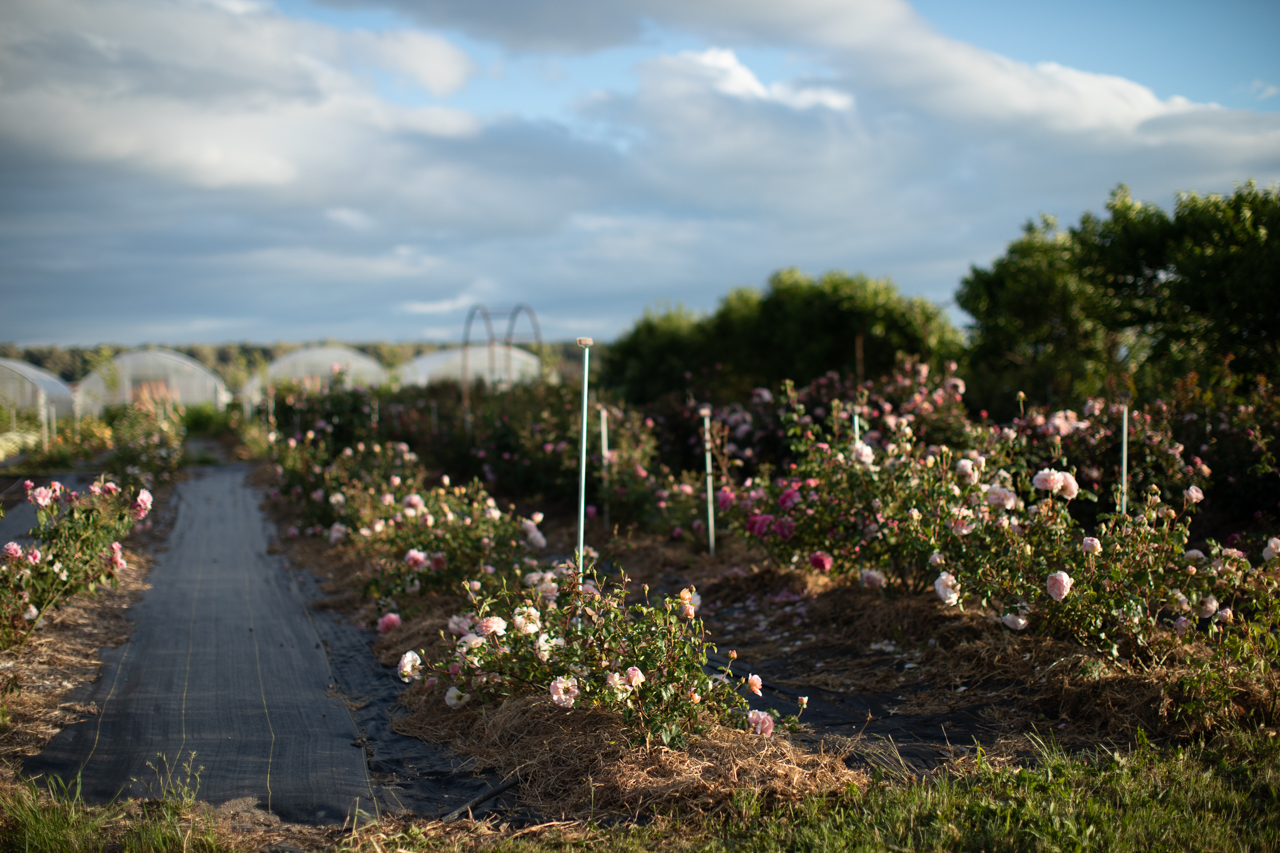 Strawflower Copper Red – Floret Flower Farm