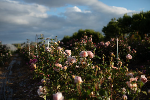 ردیف های گل رز در حال رشد در مزرعه فلورت