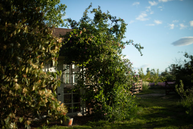 Roses growing at the entrance to the Floret Studio 