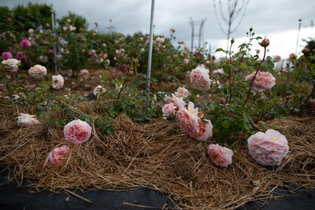 Rows of roses at Floret Farm