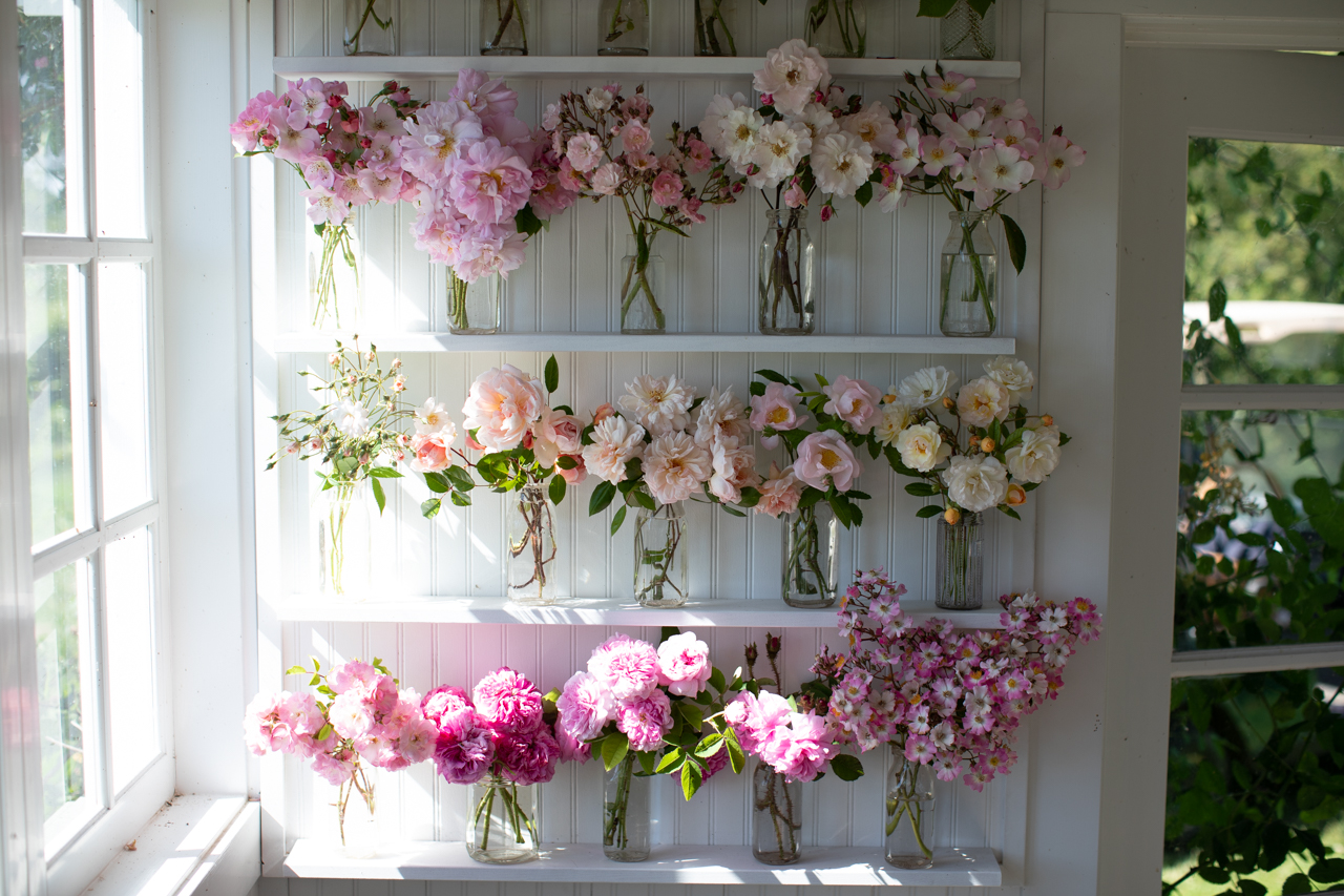 Shelves of heirloom roses in the Floret Studio