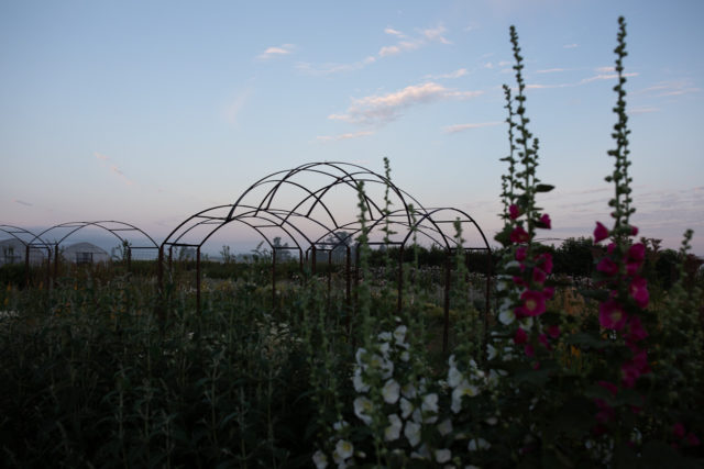 Large metal dome at Floret Farm that will eventually be engulfed with blooms