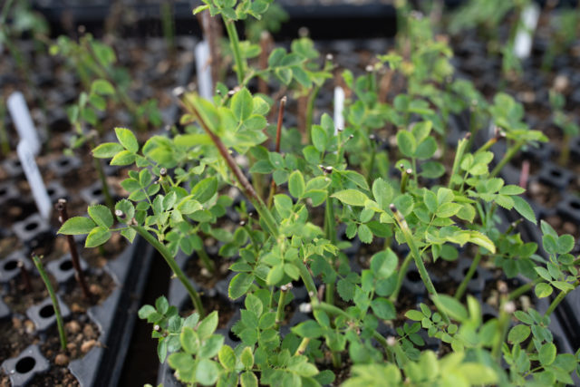 Cerca de esquejes de rosa plantados creciendo