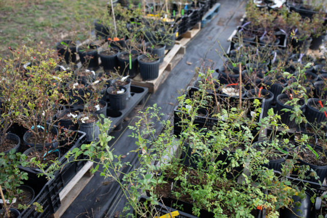 Pots of roses on pallets