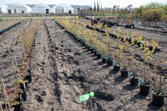 Planta filas de rosas en el campo de flores.