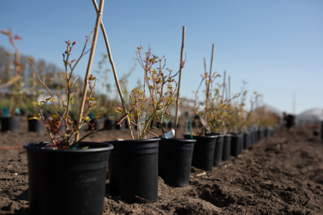 A Rose Story Part 2: Propagating Old Roses