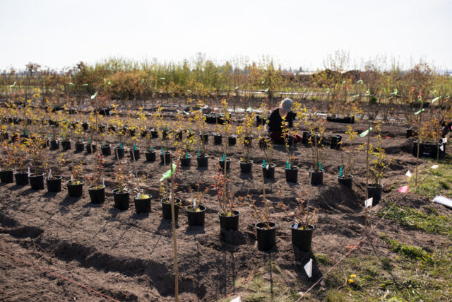 Planta filas de rosas en el campo de flores.