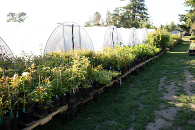 Pallets of roses in front of Floret hoop houses