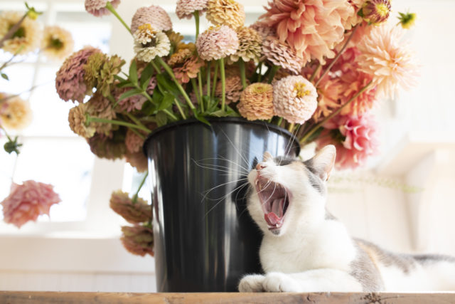 Opal the cat yawning in the Floret studio