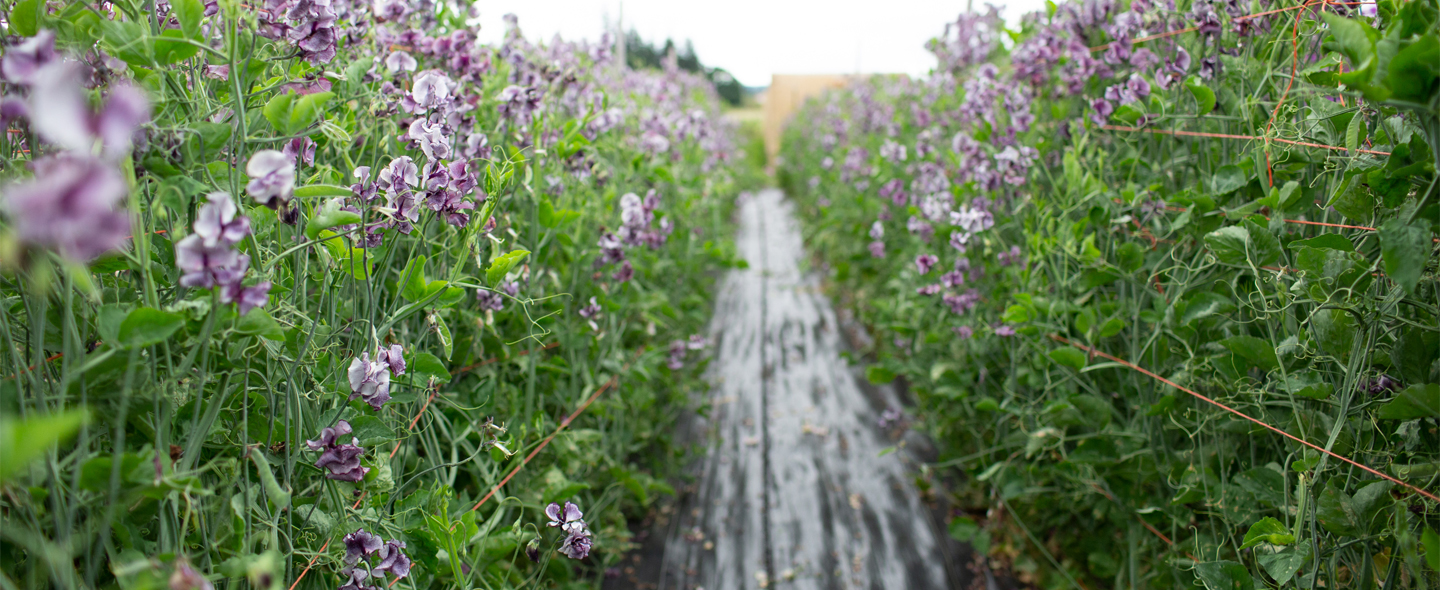 Row of sweet peas growing at the Floret farm