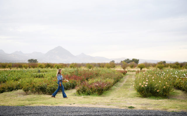 Menagerie Farm fields