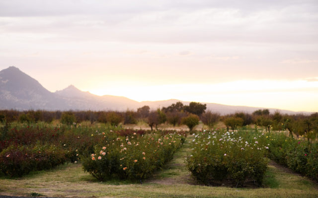 Menagerie Flower Farm at sunset with the mountains in the background