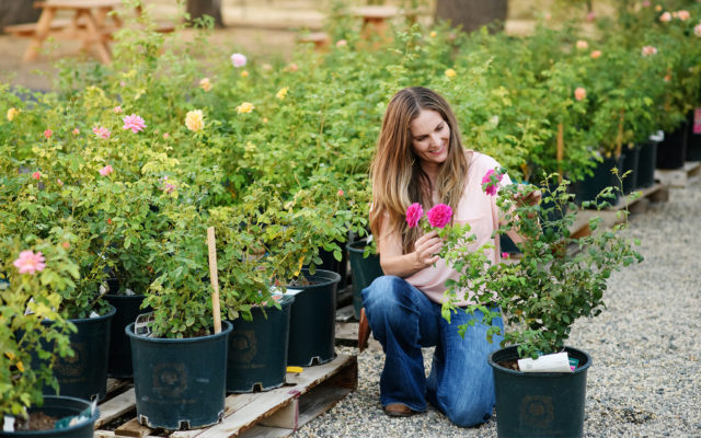 Pallets of potted roses at Menagerie Farm