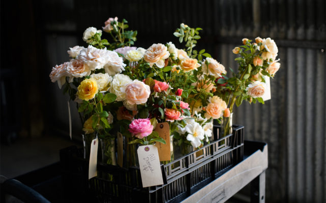 Jars of tagged garden roses