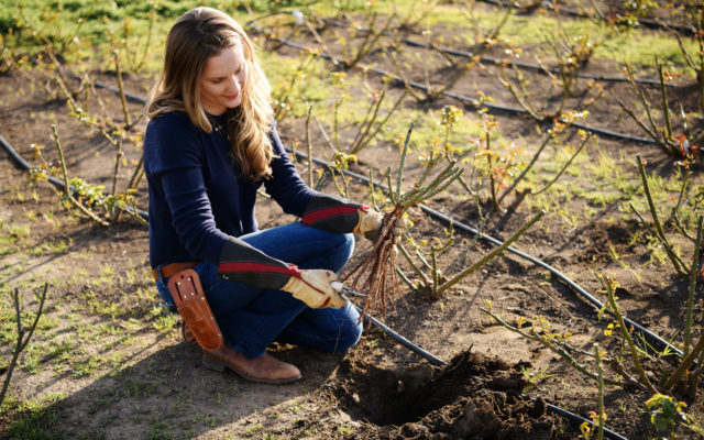 Felicia Alvarez planting bare root roses