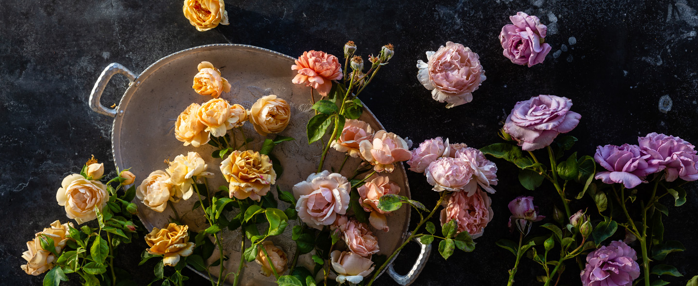 Overhead of roses scattered on a silver tray
