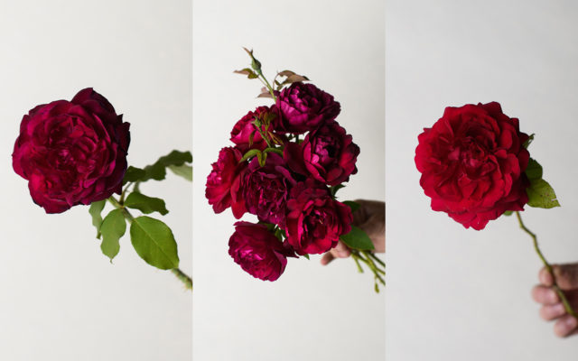 Burgandy roses