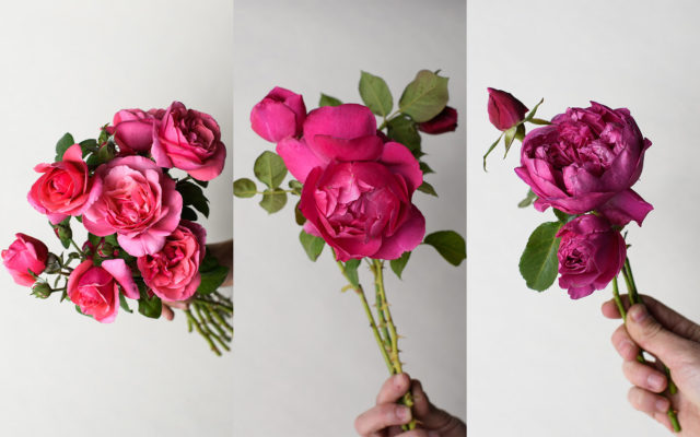 Deep Pink roses
