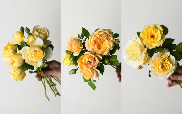 Golden and butter roses