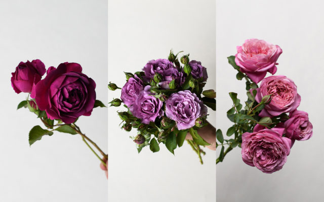 Lavender and purple roses