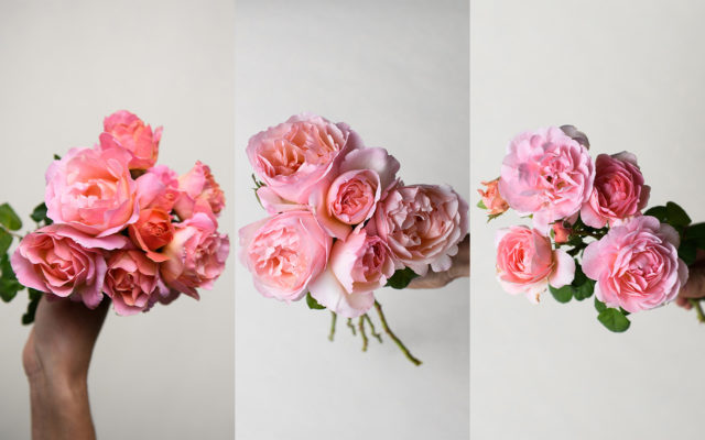 Light pink roses