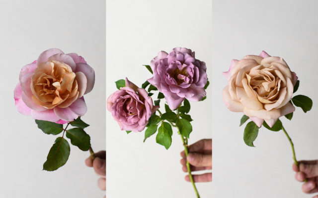 Multi and taupe roses