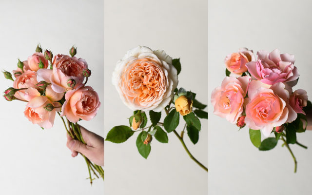 Peach and copper roses
