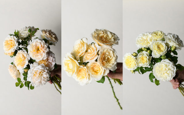 White and cream roses