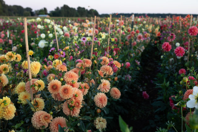 Field of dahlias at Floret Flower Farm