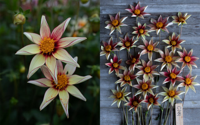 Dahlia Breeding Update - Floret Flowers