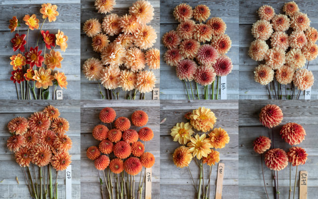 Collage of orange Floret breeding dahlias