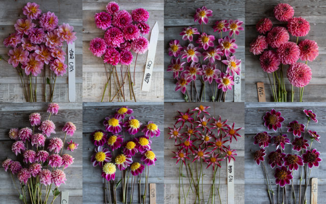 Collage of pink and purple Floret breeding dahlias