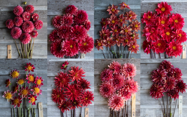 Collage of raspberry Floret breeding dahlias