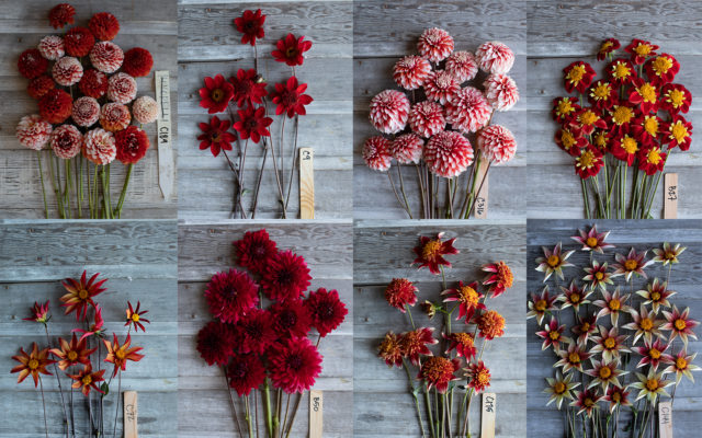 Collage of red Floret breeding dahlias