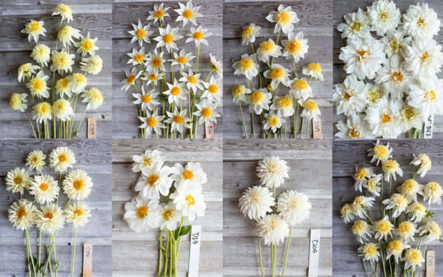 Collage of white Floret breeding dahlias