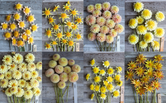 Collage of yellow Floret breeding dahlias