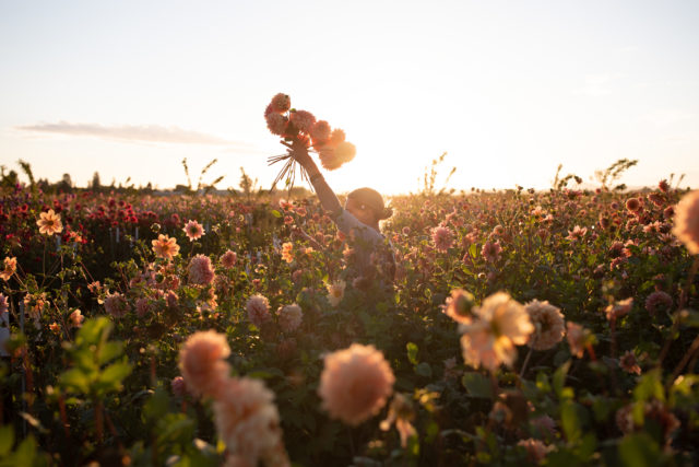 Erin Benzakein lifts a handful of dahlias in the Floret field