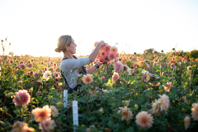 Erin Benzakein arranging a handful of dahlias in the Floret field